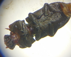 Sclerum armatum