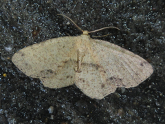 Microcalicha invenustaria