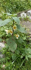 Impatiens scabrida
