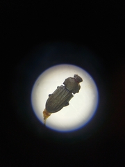 Sclerum armatum