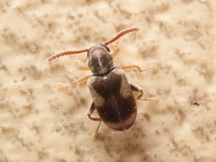 Phytobaenus amabilis