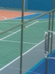 Pitangus sulphuratus maximiliani