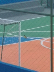 Pitangus sulphuratus maximiliani