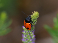 Cryptocephalus bipunctatus
