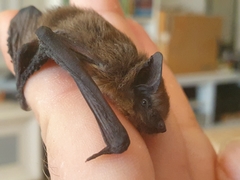 Pipistrellus kuhlii