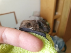 Pipistrellus kuhlii