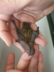 Pipistrellus kuhlii