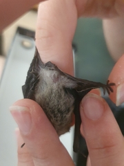 Pipistrellus kuhlii