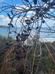 Allocasuarina distyla