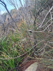 Allocasuarina distyla