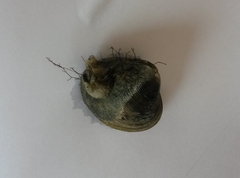 Corbicula fluminalis