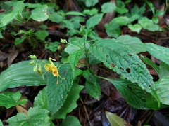 Impatiens stenantha