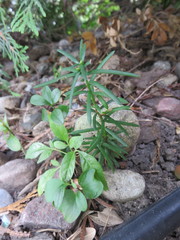 Taxus cuspidata