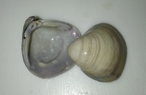 Corbicula fluminalis