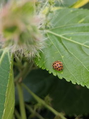 Henosepilachna vigintioctopunctata