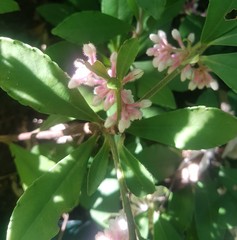 Ardisia villosa