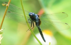 Orthetrum luzonicum