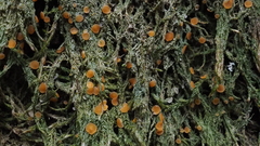 Coenogonium luteum