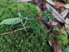 Ilex intricata
