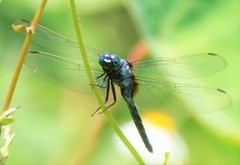 Orthetrum luzonicum