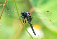 Orthetrum luzonicum