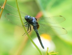 Orthetrum luzonicum