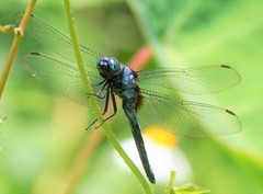 Orthetrum luzonicum