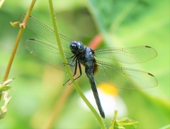 Orthetrum luzonicum