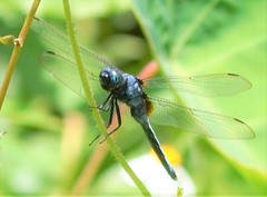 Orthetrum luzonicum