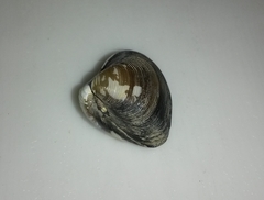 Corbicula fluminalis