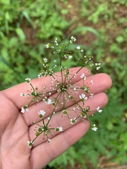 Eleutherospermum cicutarium