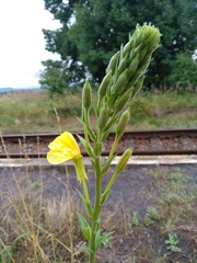 Oenothera × fallax