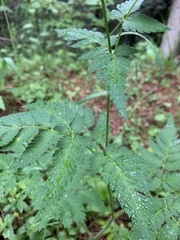 Eleutherospermum cicutarium