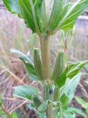 Oenothera × fallax