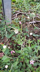 Epilobium lanceolatum