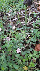 Epilobium lanceolatum