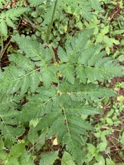 Eleutherospermum cicutarium