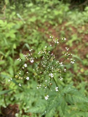 Eleutherospermum cicutarium