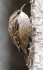 Certhia brachydactyla