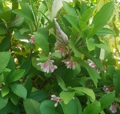 Ardisia villosa