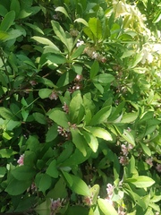 Ardisia villosa