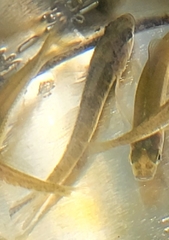 Micropercops swinhonis
