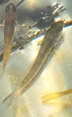 Micropercops swinhonis