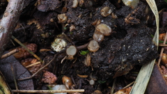 Trichophaea gregaria