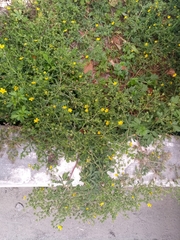 Potentilla tobolensis