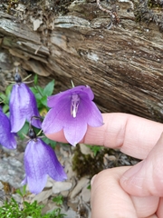 Adenophora morrisonensis