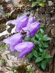 Adenophora morrisonensis