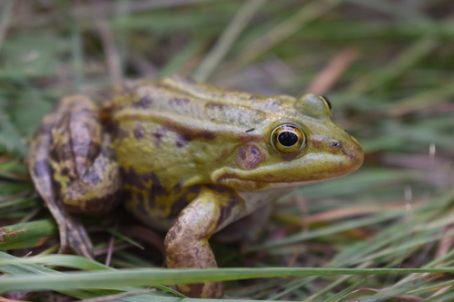 Pool Frog