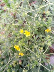 Potentilla tobolensis