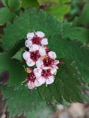 Spiraea morrisonicola